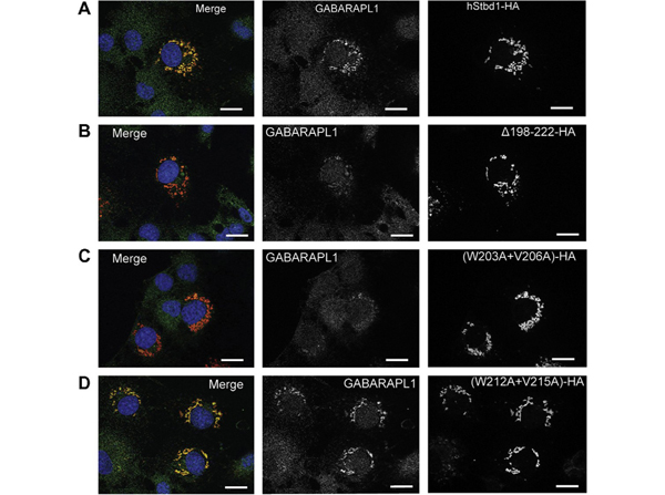 Immunofluorescence using HA epitotpe tag